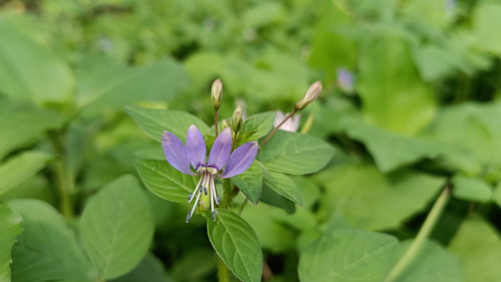 a close up of a purple flower with green leaves