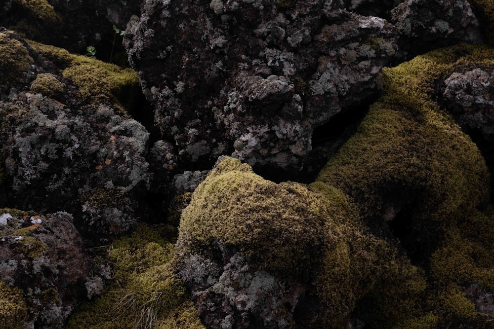 a close up of moss growing on rocks
