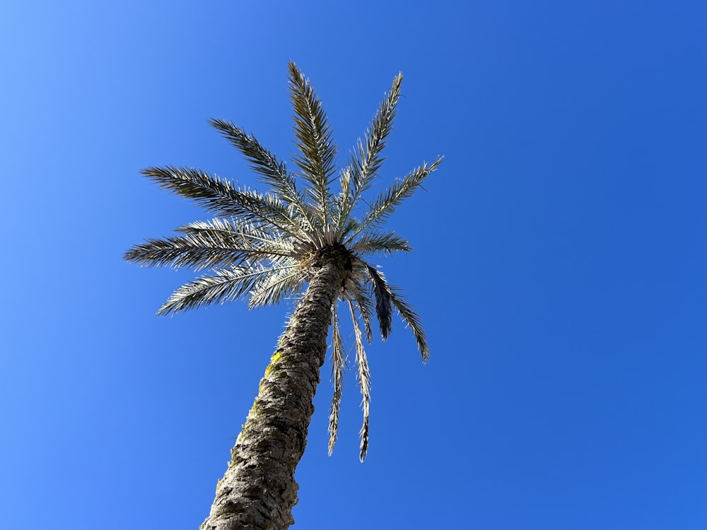 a palm tree with a blue sky in the background