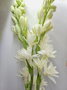 Luxurious white tuberose flowers arranged with subtle golden accents evoking Grasse's charm.