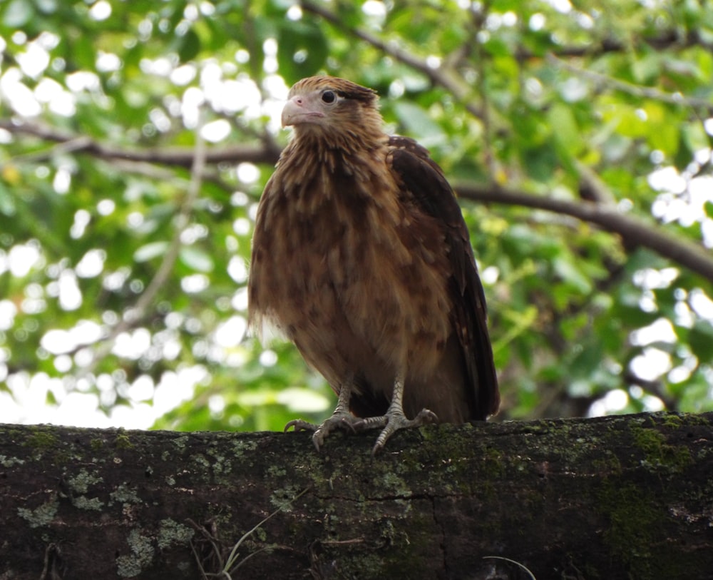 a brown bird sitting on top of a tree branch