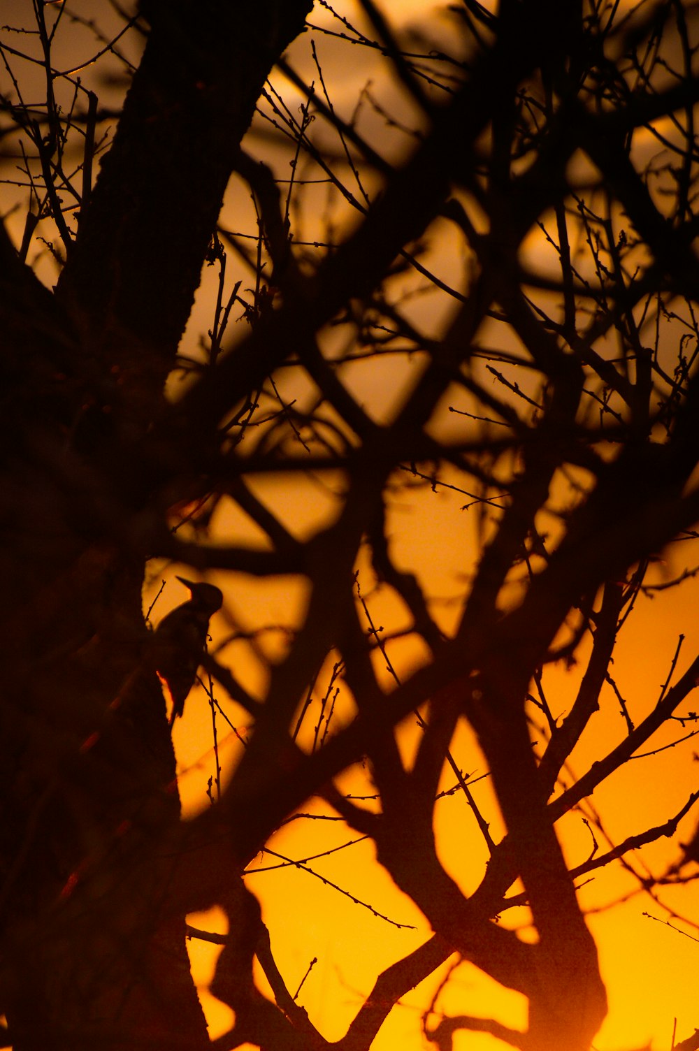 a giraffe standing next to a tree at sunset