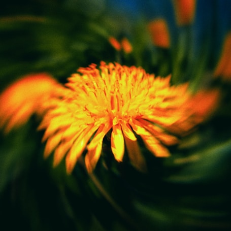 A vibrant close-up of an orange flower with petals radiating outwards in a soft, swirling motion against a dark green background.