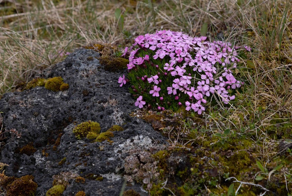 small pink flowers growing out of a mossy rock