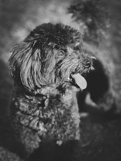 A black and white photograph of a fluffy dog with curly fur, looking to the side with its tongue out. The lighting highlights the texture of its coat, and the background is softly blurred, emphasizing the dog.