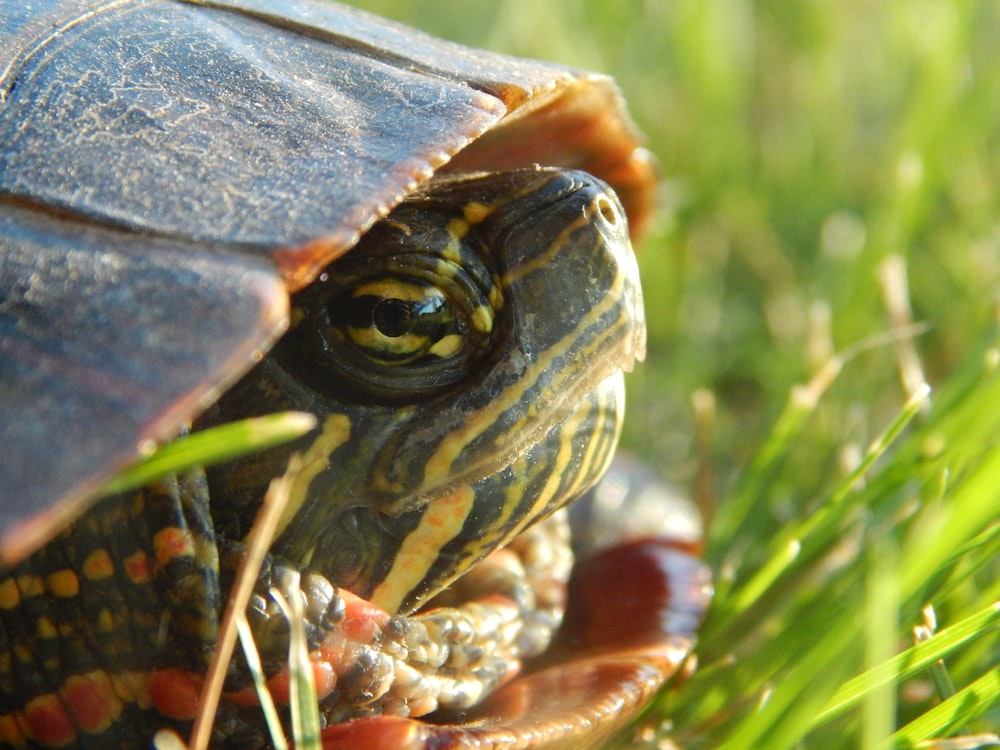 Eine Nahaufnahme einer Schildkröte im Gras