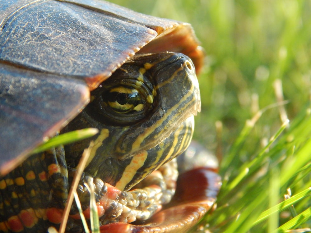 un primo piano di una tartaruga nell'erba