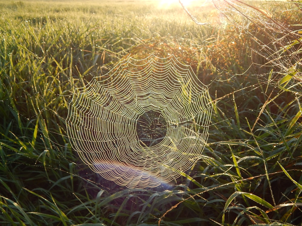 a spider web in the middle of a grassy field