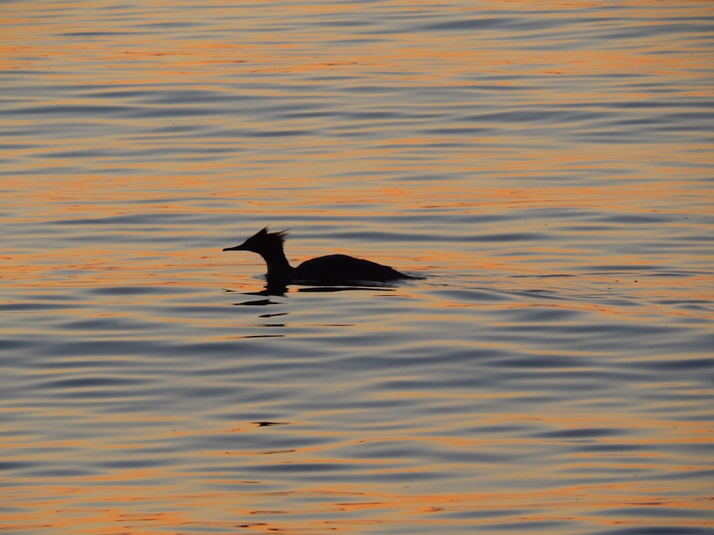 a duck floating on top of a body of water