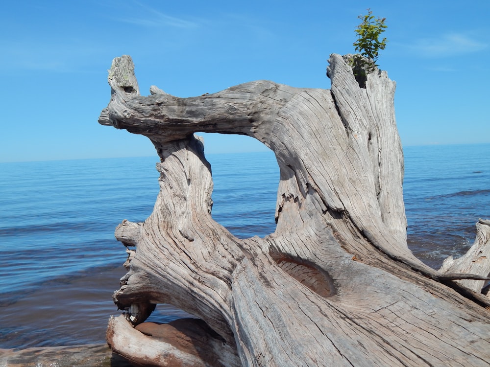 um pedaço de madeira à deriva sentado em cima de uma praia ao lado do oceano