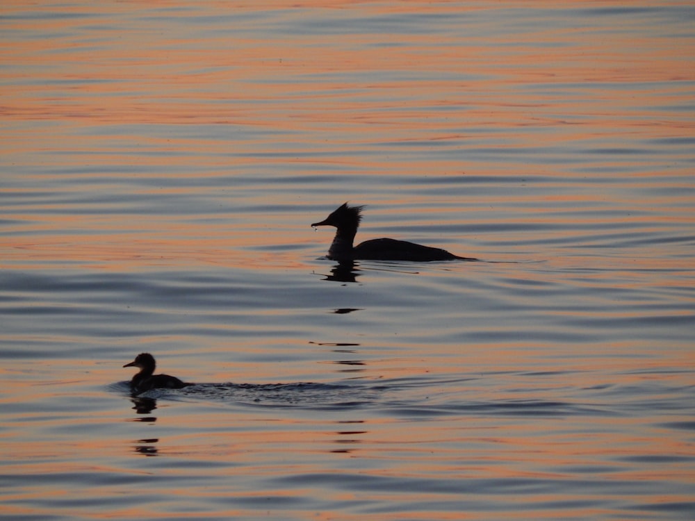 a couple of ducks floating on top of a body of water