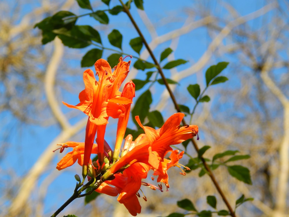a close up of an orange flower on a tree