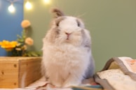 A fluffy gray and white rabbit sits on a cozy surface, with soft lighting creating a warm ambiance. The background features blurred lights and colorful flowers, adding to the serene and inviting atmosphere.