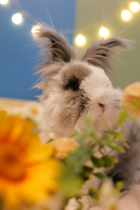 A fluffy rabbit with grey and white fur is surrounded by colorful flowers in the foreground. The background features blurred lights and a mix of blue and green hues, creating a cozy and whimsical atmosphere.