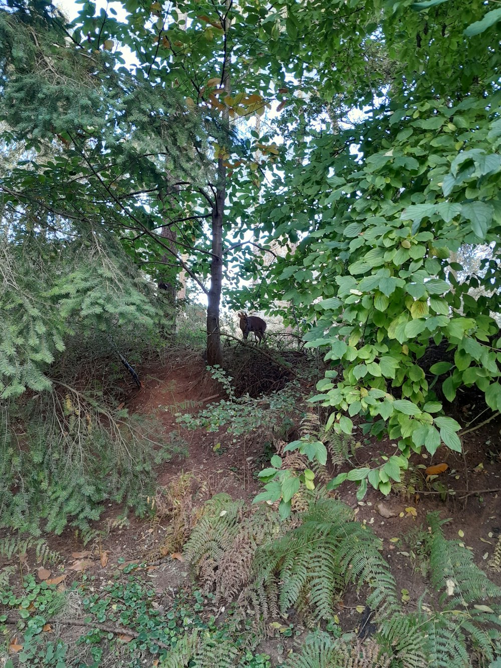 um cachorro em pé no meio de uma floresta