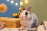 A fluffy rabbit with gray and white fur sits on a patterned blanket. Its ears are perked up, and it appears to be surrounded by a cozy scene with soft lighting from string lights in the background. A wooden box and a small basket of hay are nearby, and there are colorful flowers adding to the decorative setting.