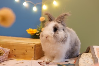 A fluffy lionhead bunny sitting on a soft blanket.