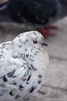 A close-up of a beautiful pedigree pigeon.