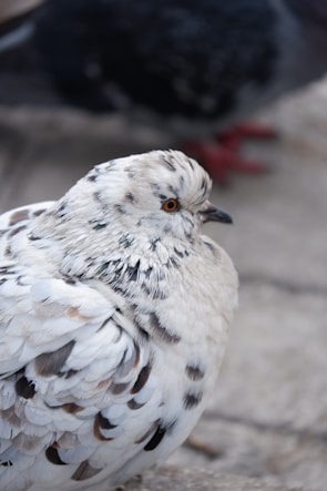 A close-up of a beautiful pedigree pigeon.