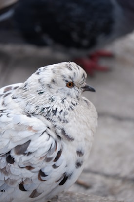 A close-up of a white and speckled pigeon, focusing on its intricate feather patterns and bright orange eye. The background is blurred, with hints of other pigeons.