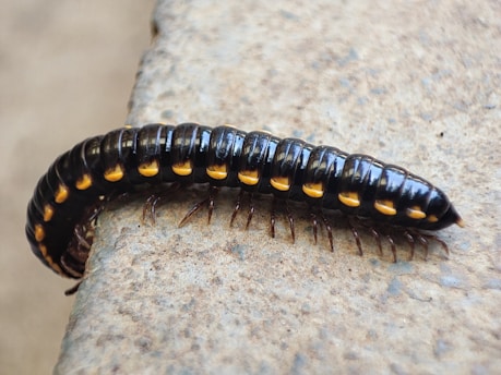 a close up of a caterpillar on a rock