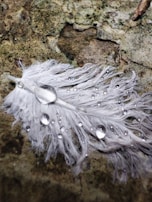 A feather resting on a heavy stone, symbolizing lightness and weight.
