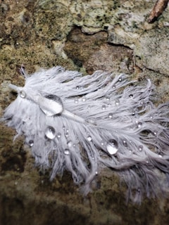 A feather resting on a heavy stone, symbolizing lightness and weight.