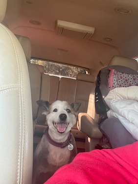 A happy dog comfortably seated inside a clean, pet-friendly taxi in São Paulo's Zona Norte.