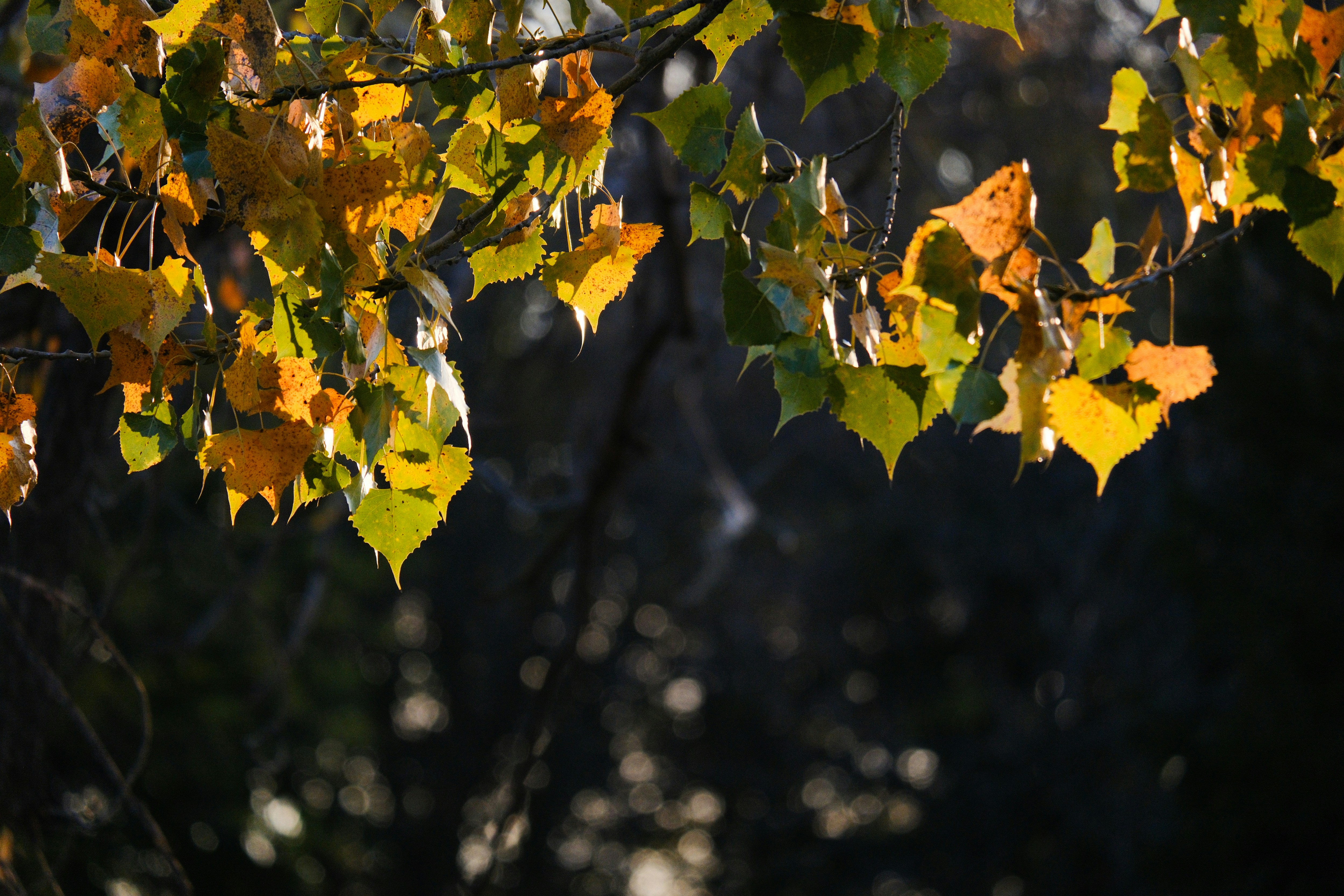 Photo by consoledotlog