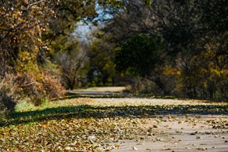 A scenic mountain trail with a runner mid-stride, framed by vibrant autumn leaves under a clear blue sky.