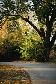 A serene park pathway inviting gentle walks under soft sunlight.