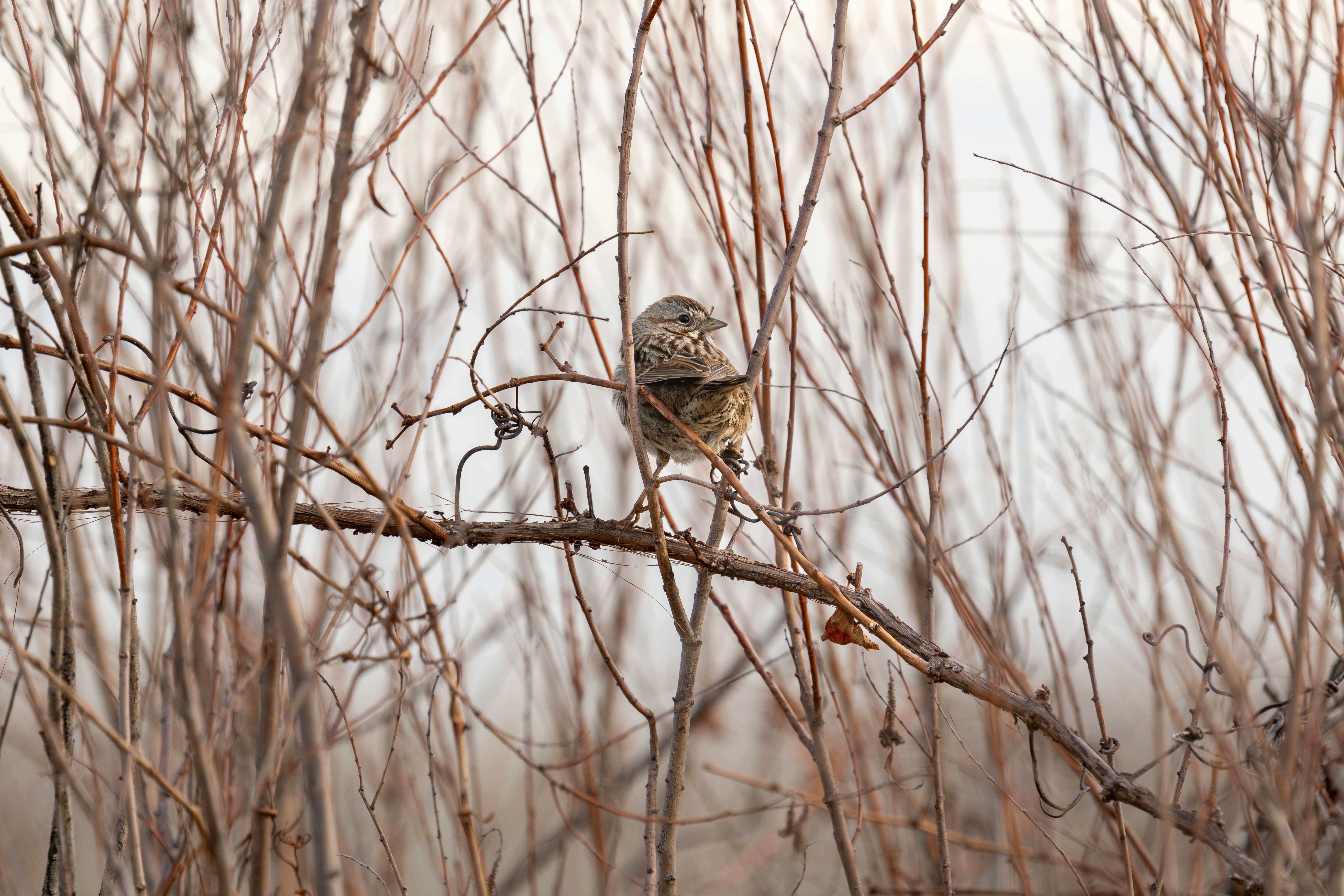 Photo by padraigoflannery