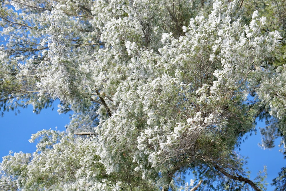 a tree with white flowers and green leaves