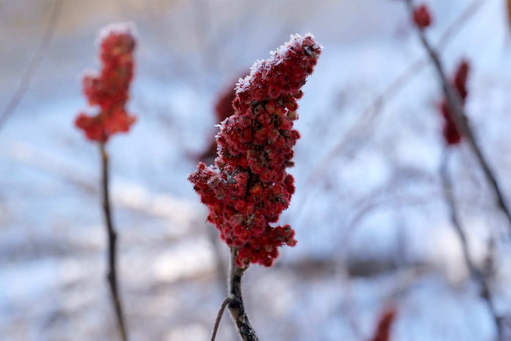 Eine Nahaufnahme von einigen roten Blumen im Schnee