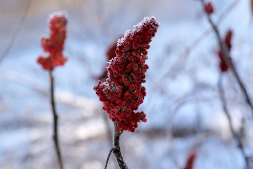 a close up of some red flowers in the snow