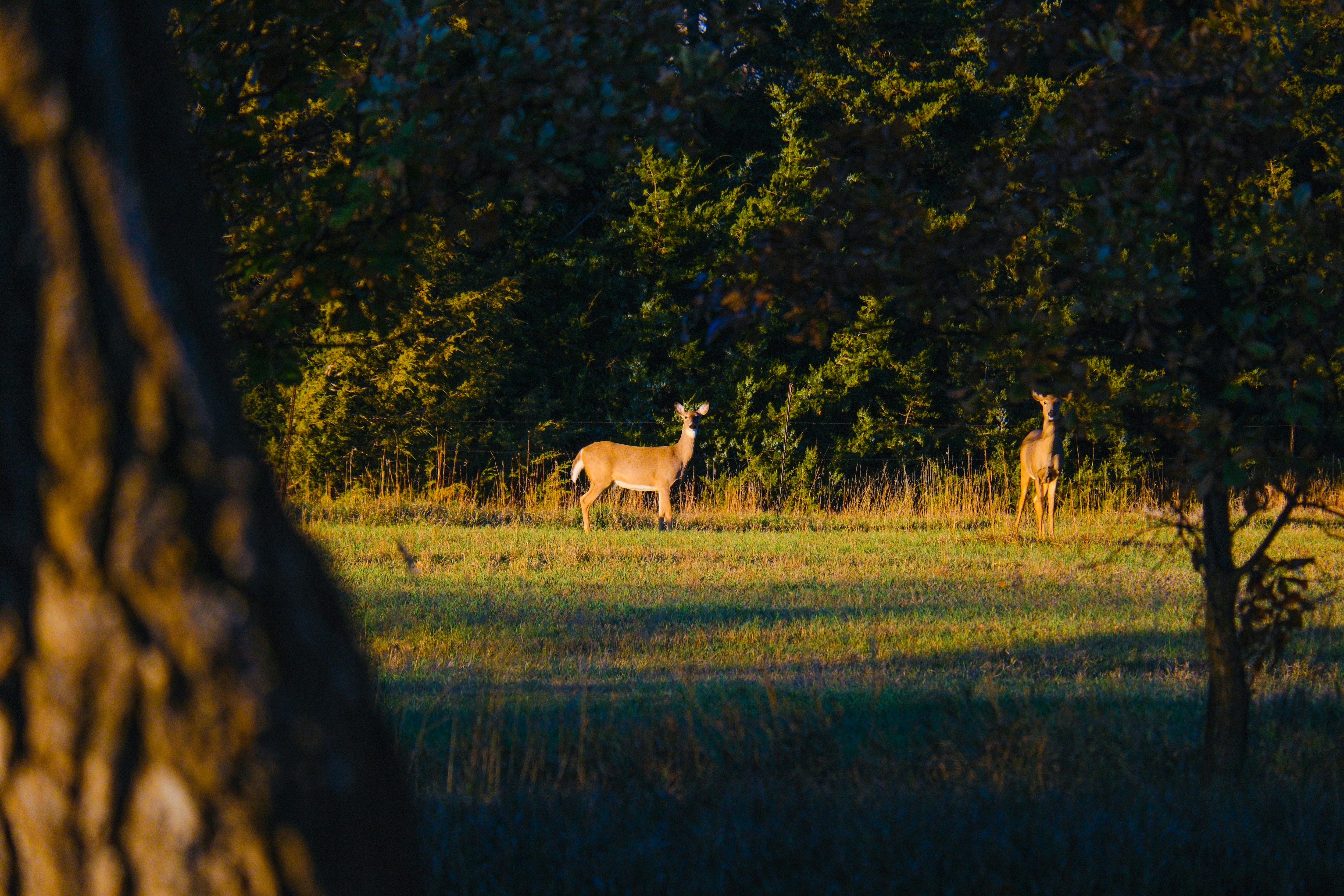 Photo by consoledotlog