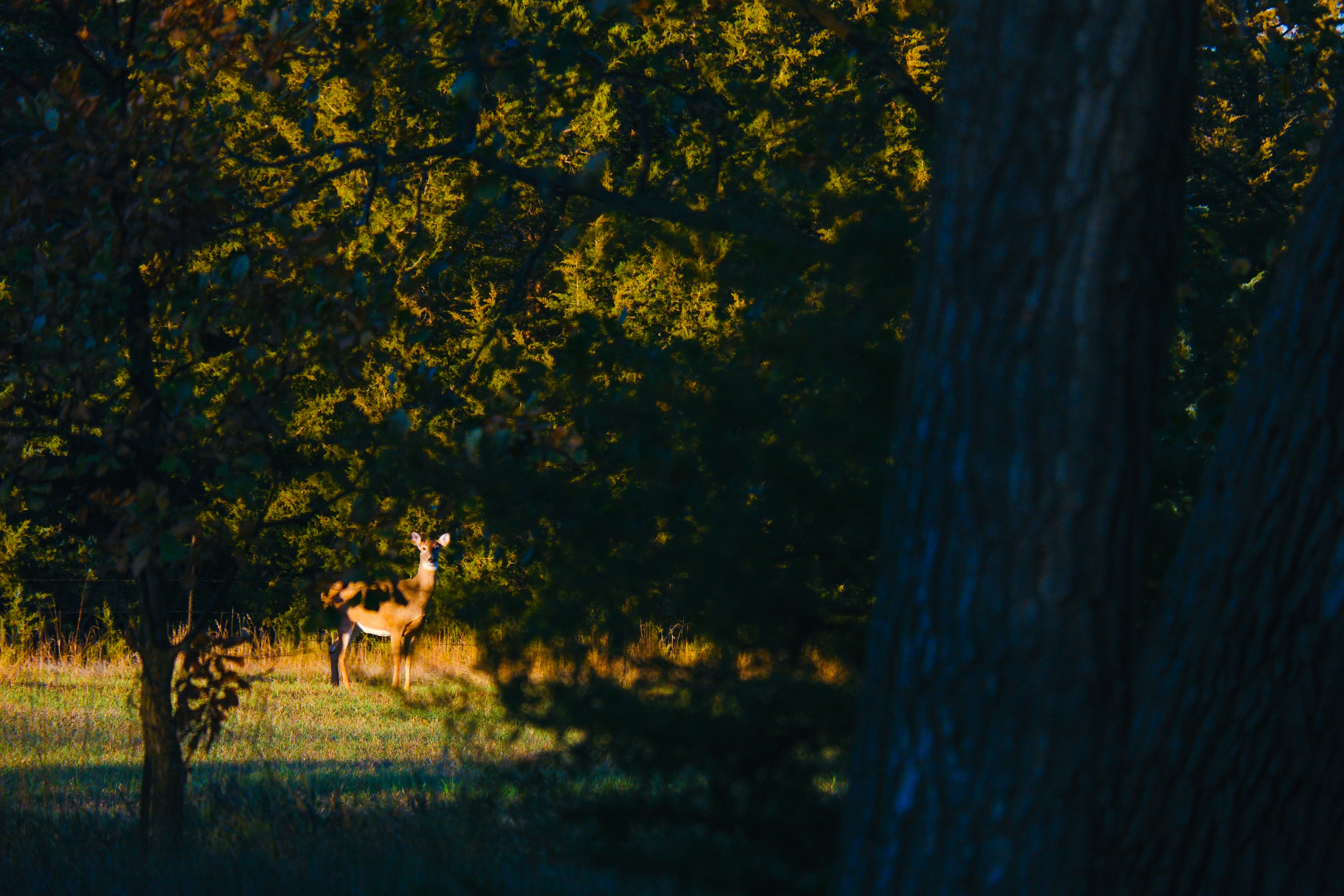 Photo by consoledotlog