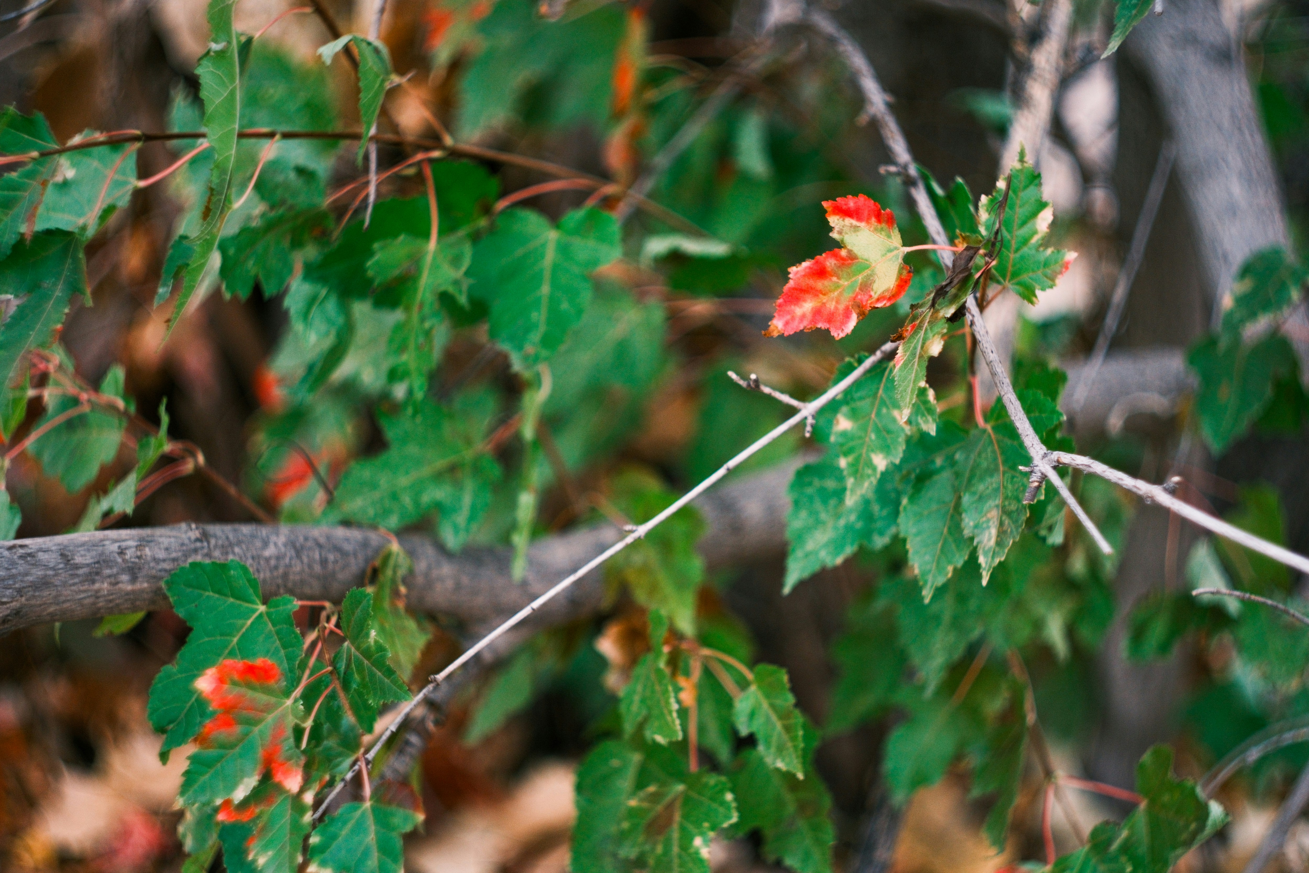 Photo by consoledotlog