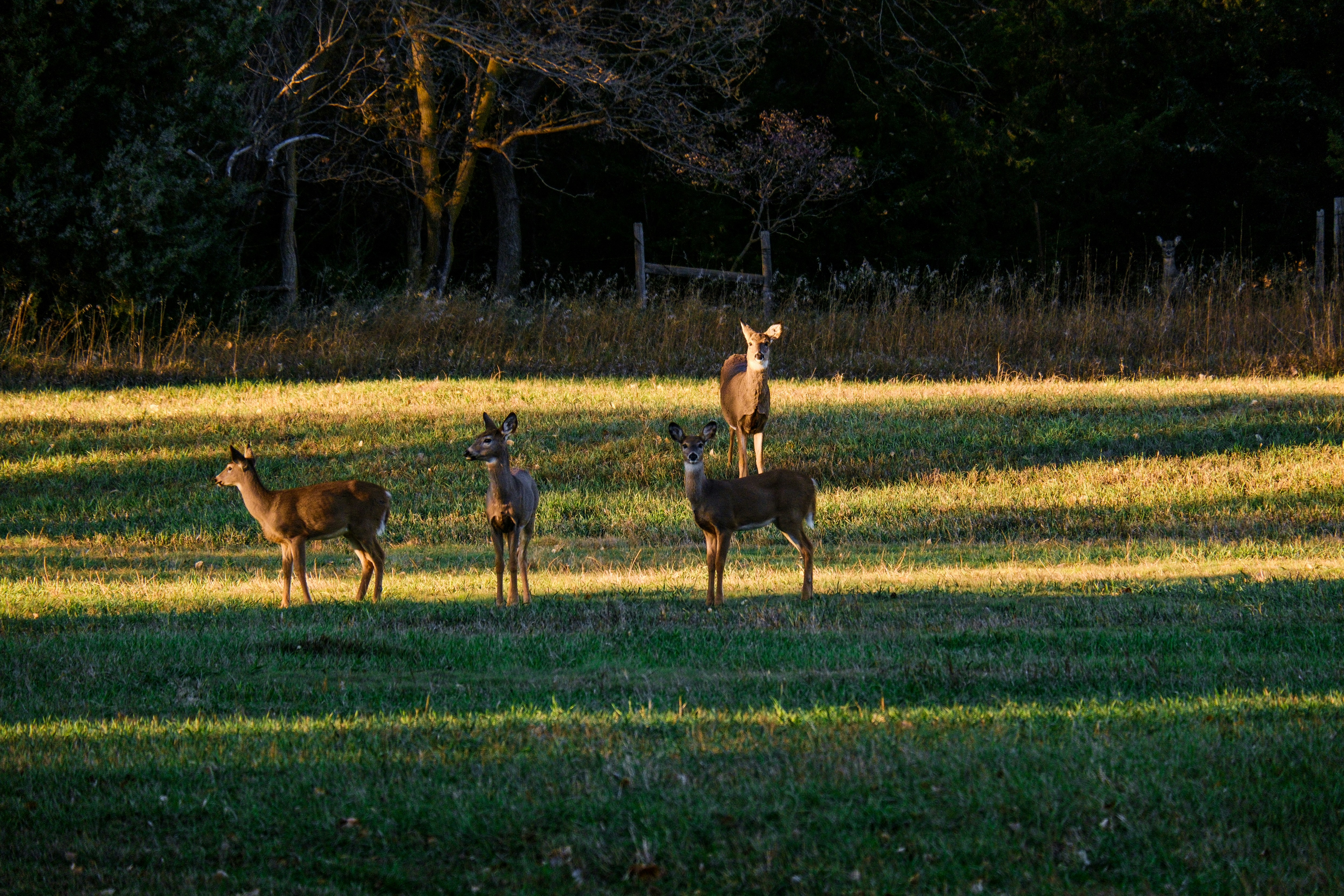 Photo by consoledotlog