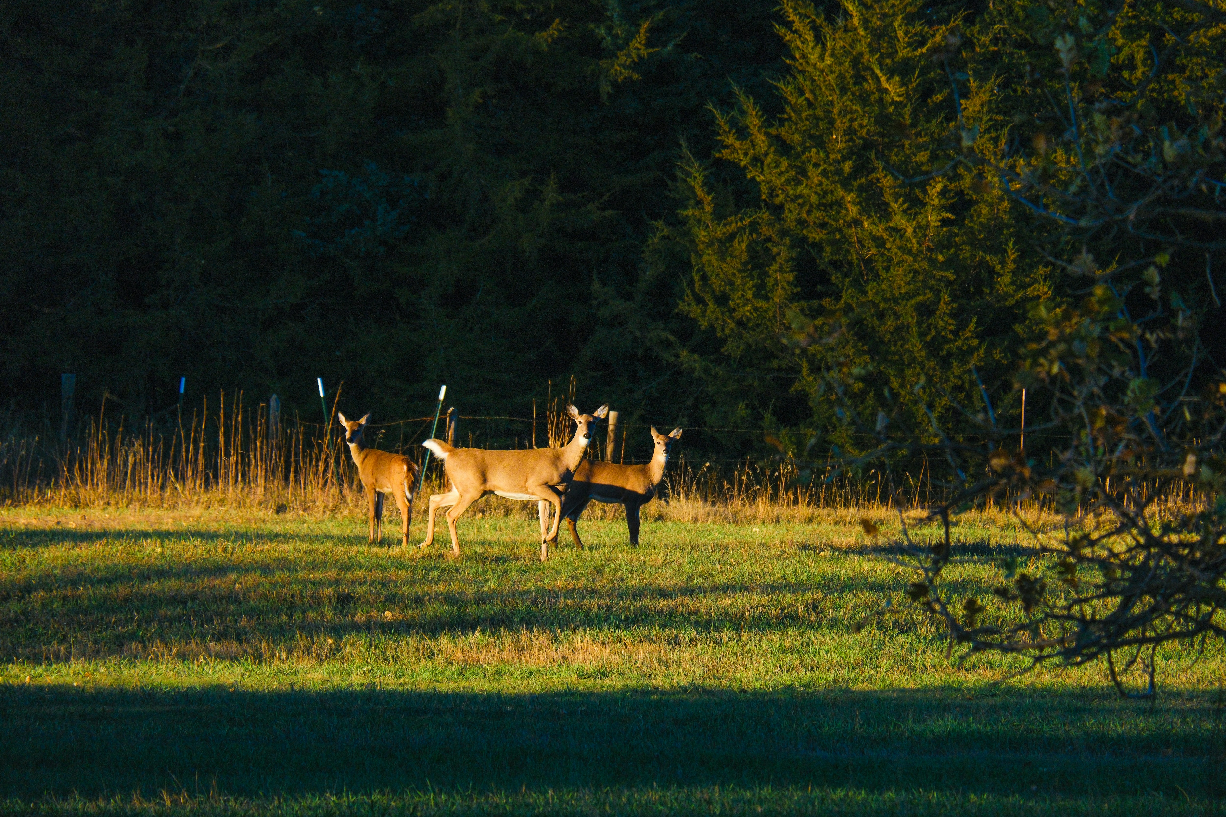 Photo by consoledotlog