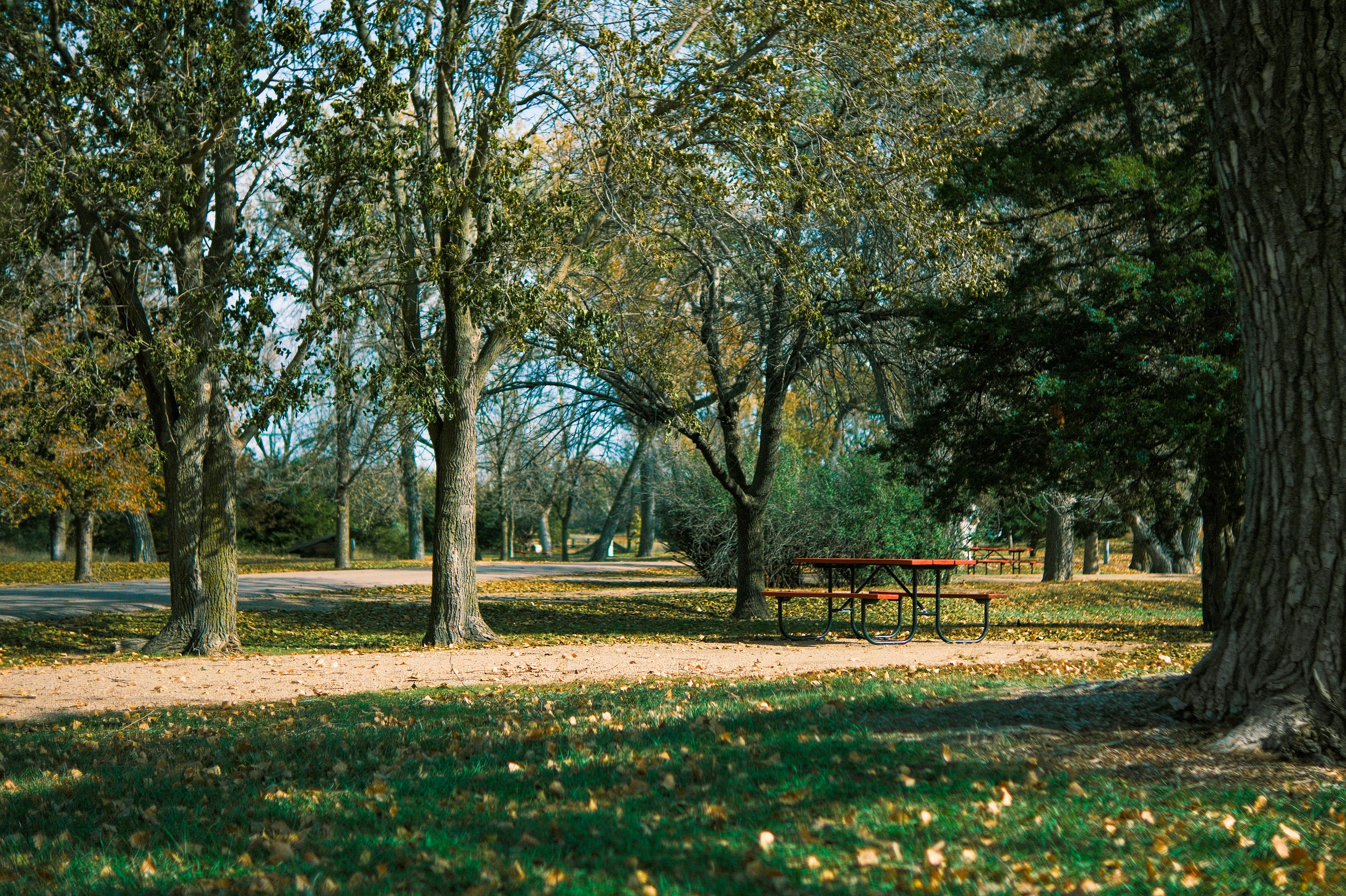 a park with a picnic table surrounded by trees