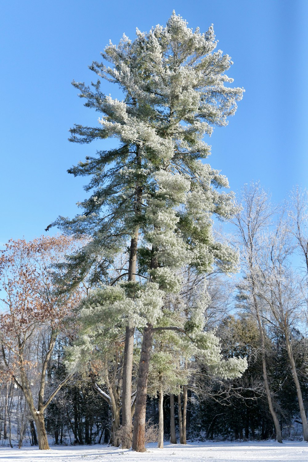 a snow covered field with trees and snow on the ground