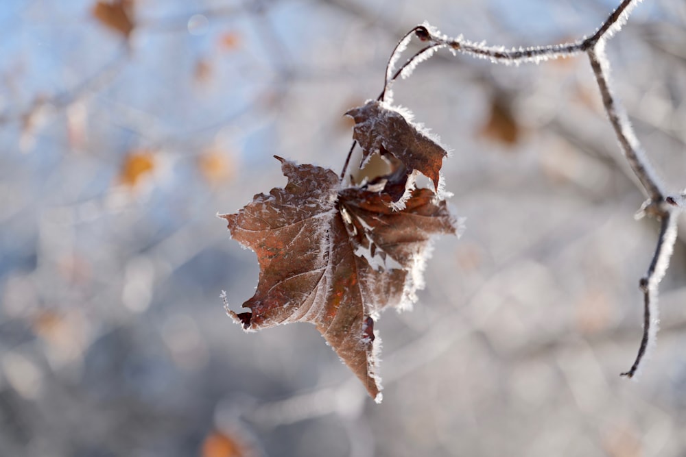 a leaf that is hanging from a tree branch