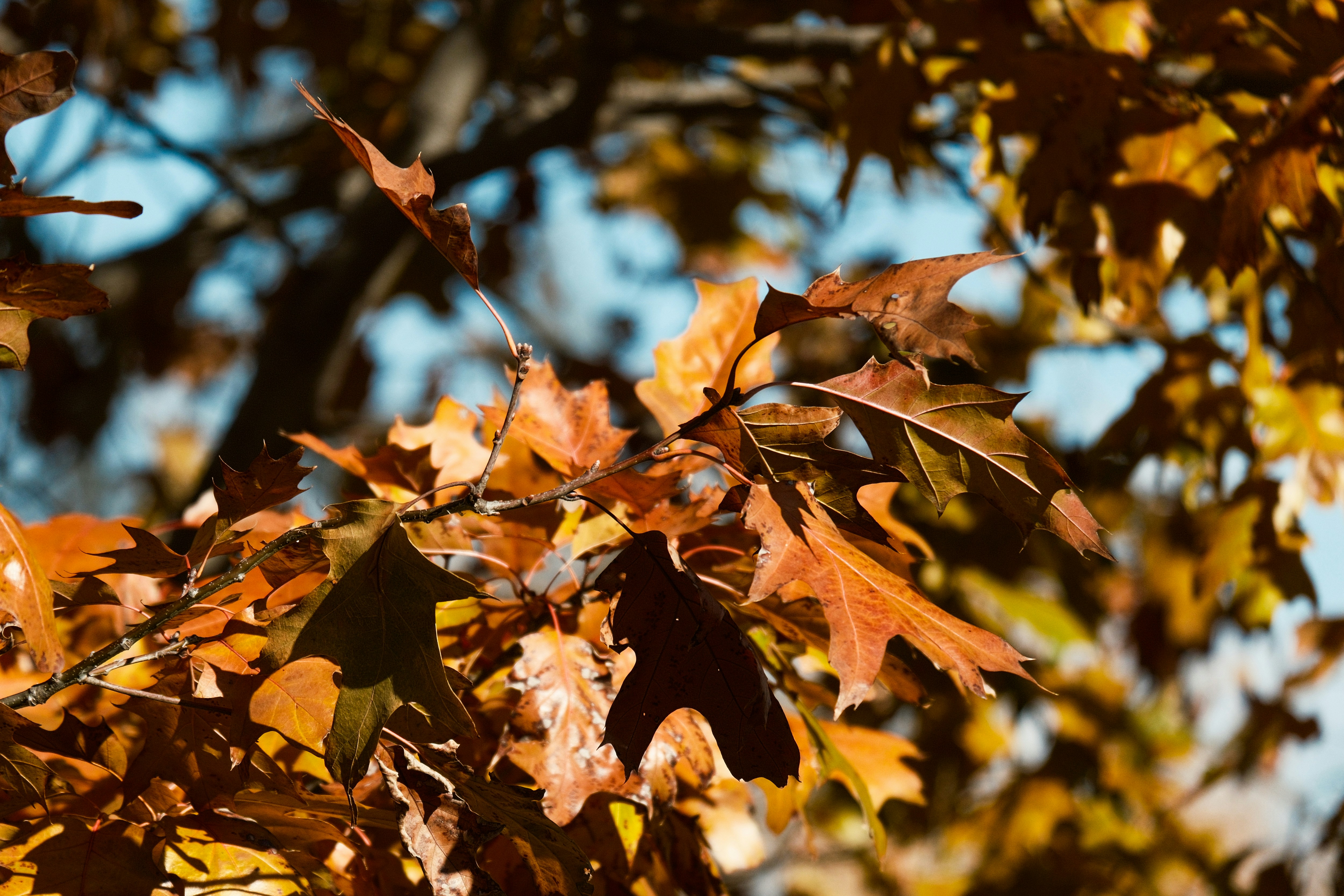 Photo by consoledotlog