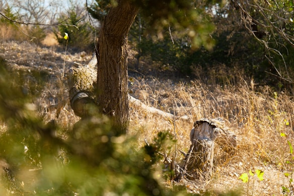 A serene forest scene featuring a large tree trunk and fallen logs surrounded by dry grass and scattered greenery. The sunlight filters through the branches, casting a warm glow over the landscape. The background is dense with trees and brush, providing a sense of depth and natural beauty.