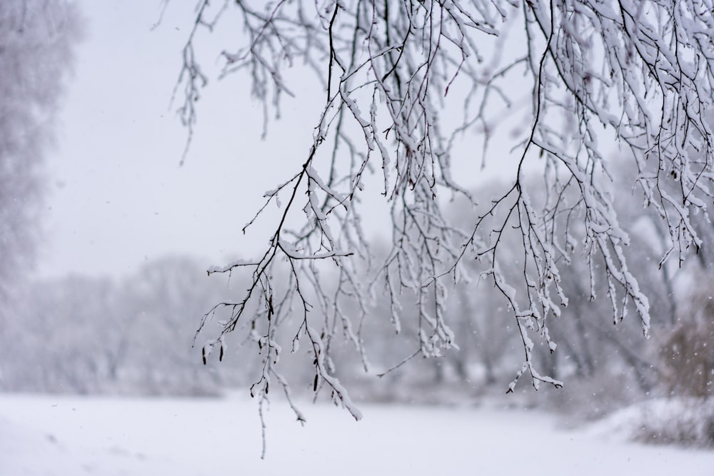 a snow covered field with trees in the background