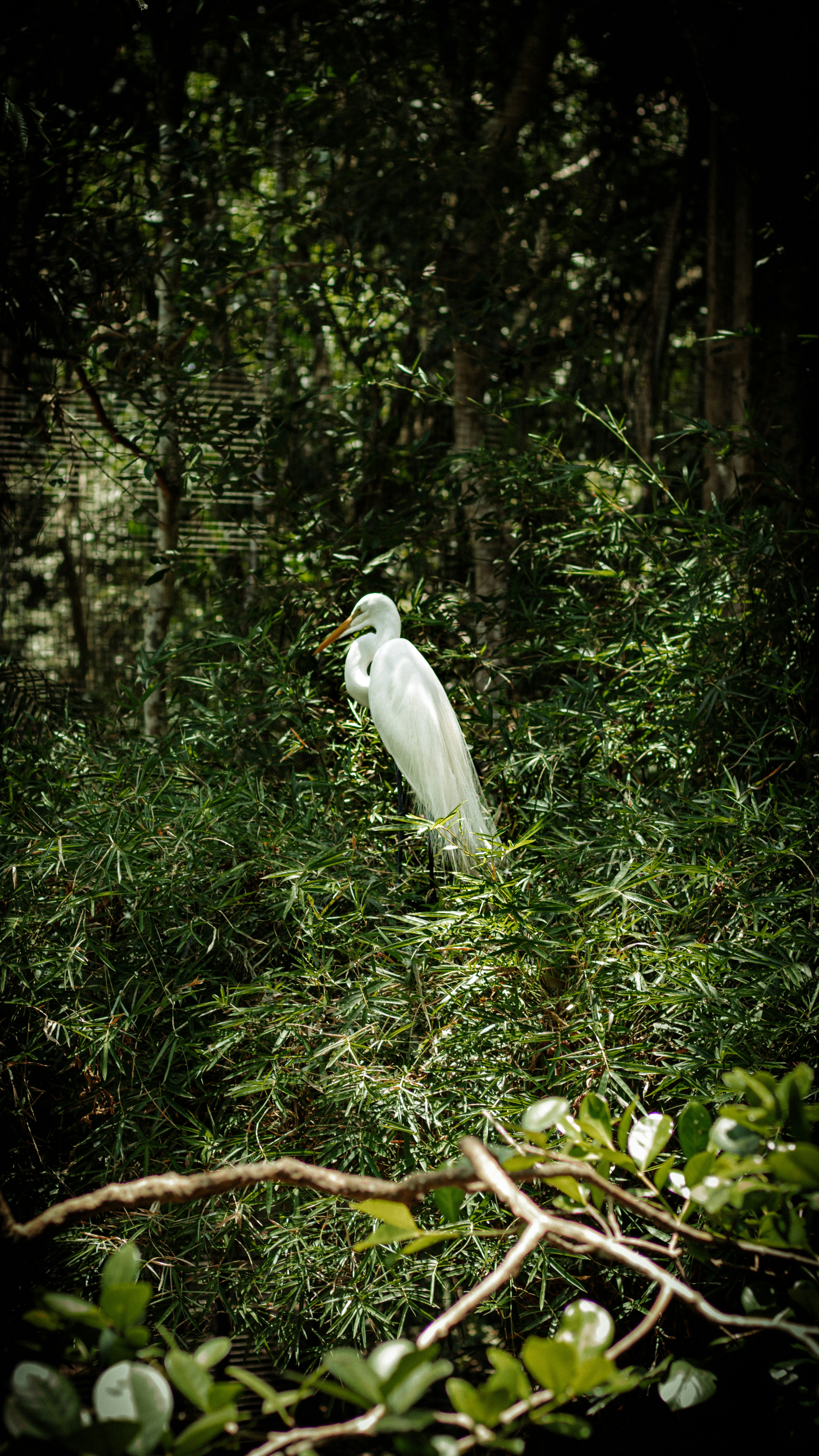 ein weißer Vogel, der mitten im Wald steht