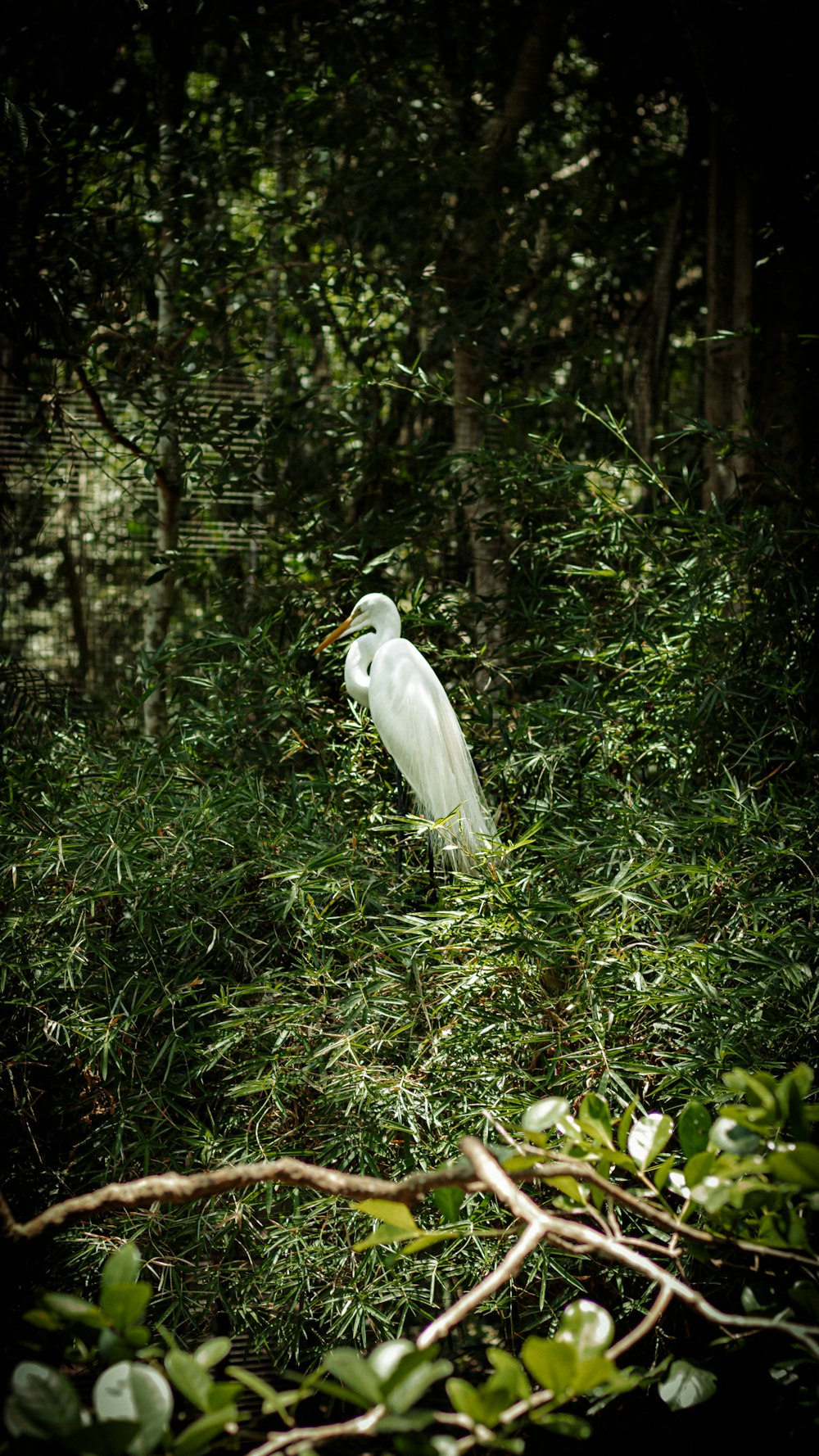 a white bird standing in the middle of a forest