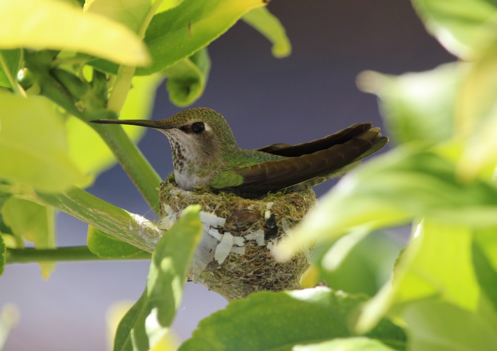 un piccolo uccello seduto in cima a un nido in un albero