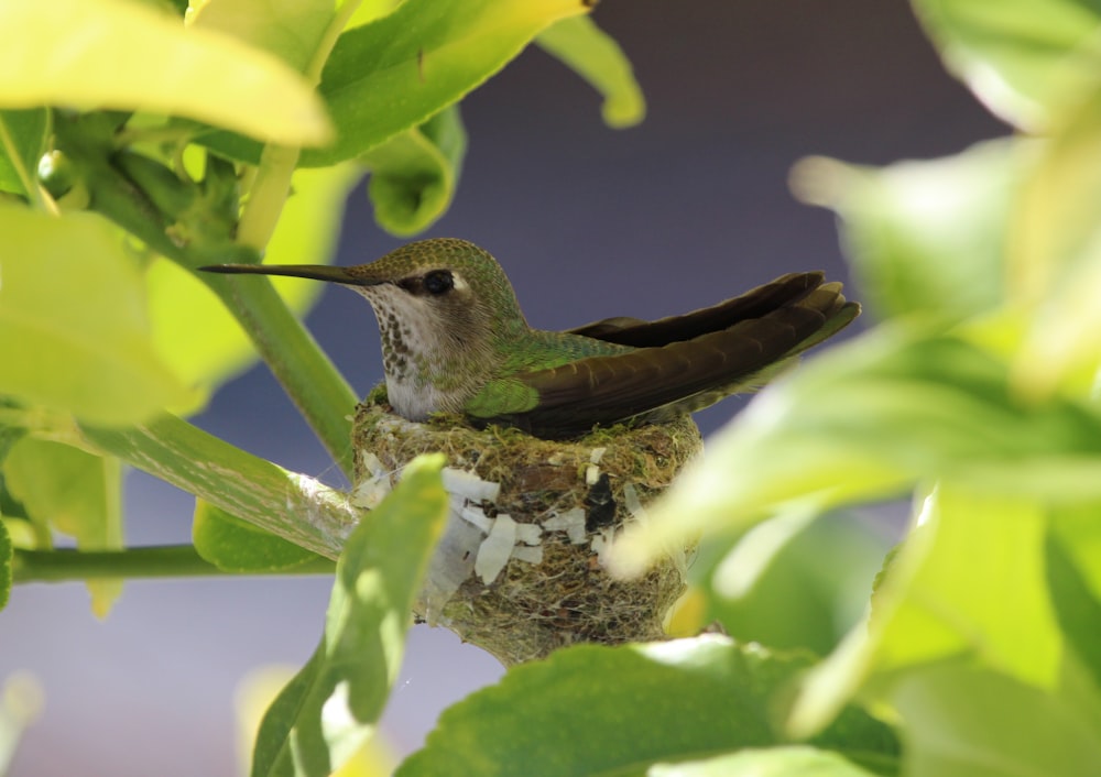 a small bird sitting on top of a nest in a tree